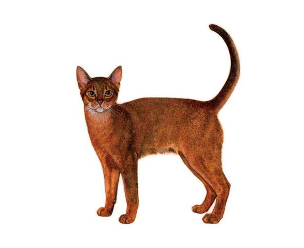 公認猫種 アジアキャットクラブ Acc 公認猫種 アジアキャットクラブ Acc