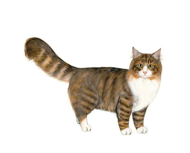 公認猫種 アジアキャットクラブ Acc